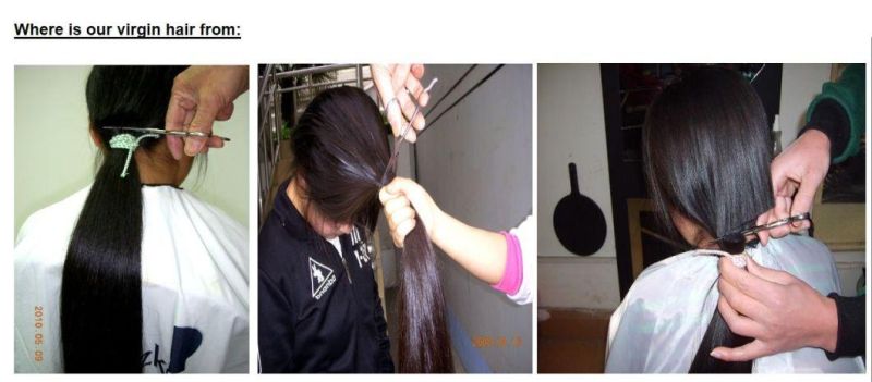 100% Virgin Human Remy Hair Raw Material Cut From Young Women Hair Bulk Lbh 036