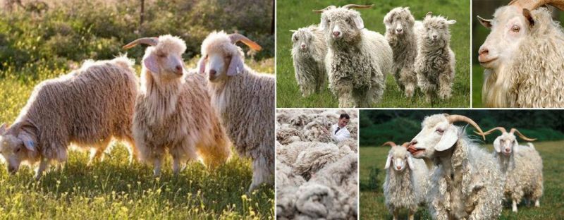 Doll Hair Angora Goat Hair Mohair for Blythe Dolls 100 Angora Goat Wool New Wefted Mohair Goat Hair